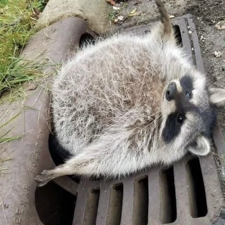 a raccoon that is laying down on a grate