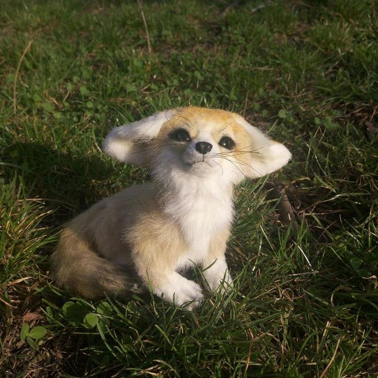 a small brown and white animal sitting in the grass with its eyes wide open, looking at the camera