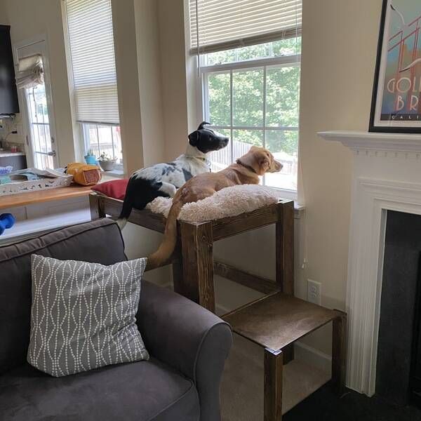 two dogs sitting on top of a chair in front of a window next to a fire place