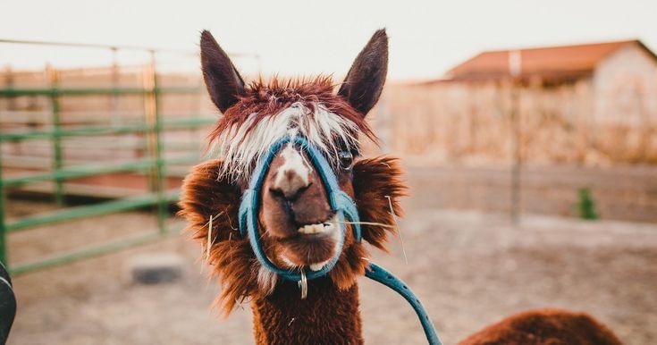 an alpaca wearing a blue rope around its neck