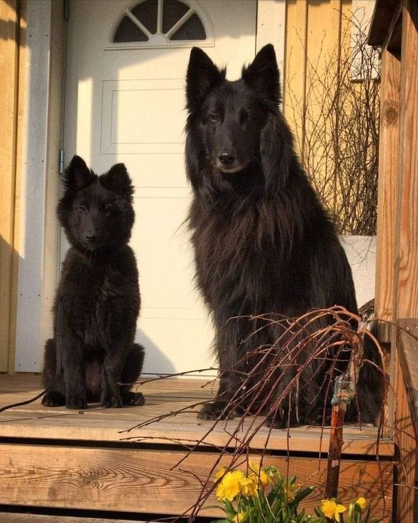 two black dogs sitting on the steps in front of a door