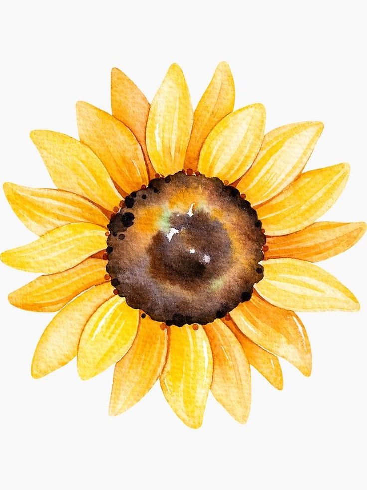 a watercolor drawing of a sunflower on a white background