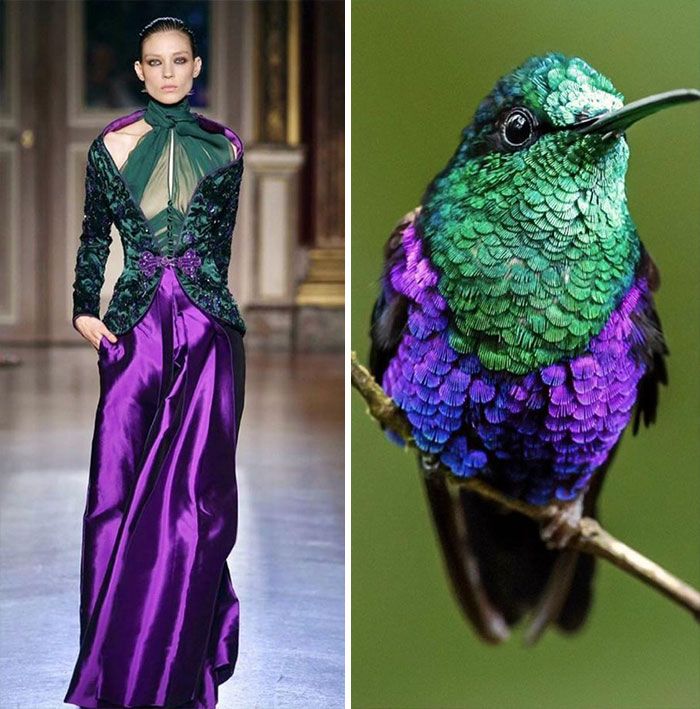 two pictures one with a purple and green dress, the other has a bird on it