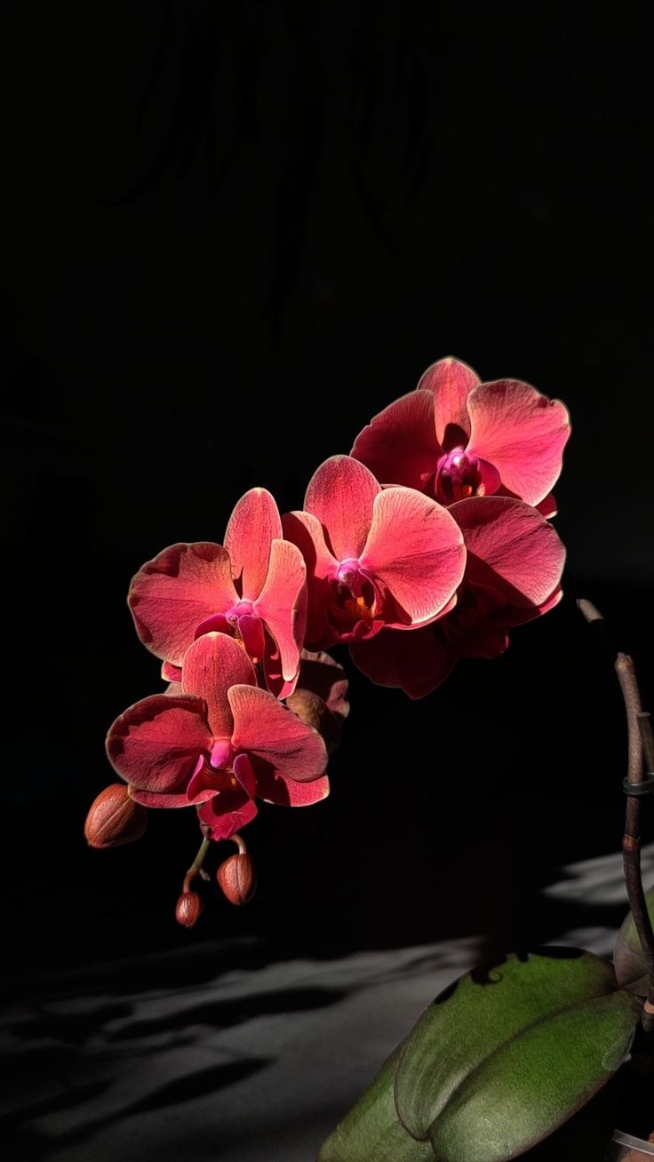 three pink orchids are in the dark