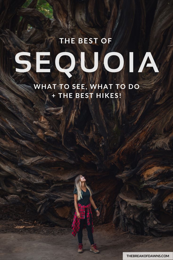 a woman standing in front of a tree with the words sequia on it