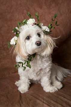 a small white dog wearing a flower crown