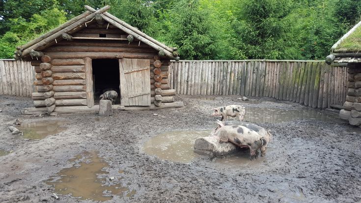 there are two sheeps in the mud by a log cabin and fenced in area