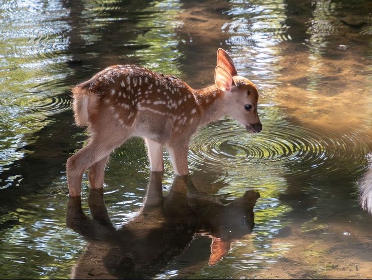 a small deer is standing in the water