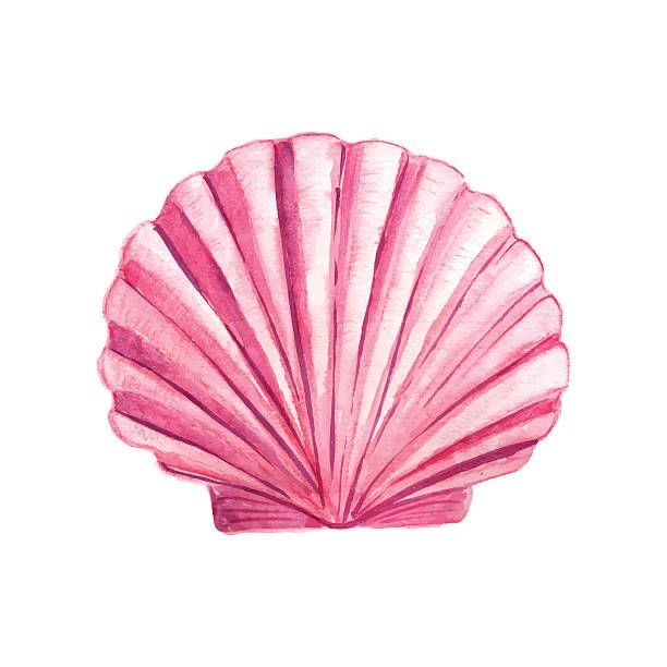 a drawing of a pink scallop shell