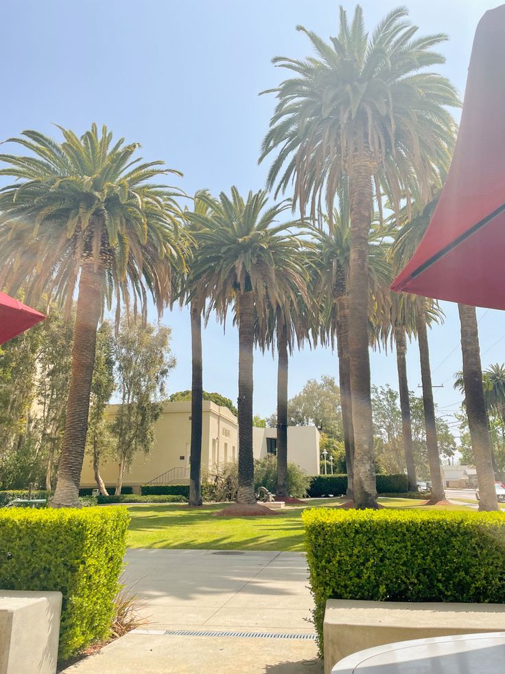 palm trees line the walkway in front of an office building with red awnings