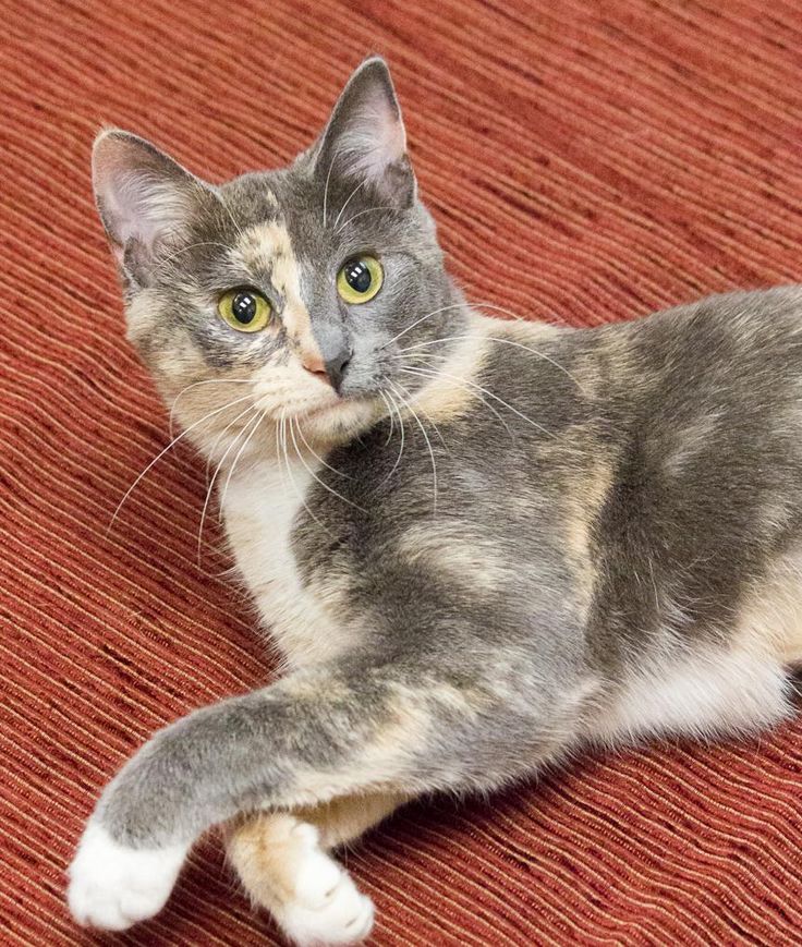 a gray and white cat laying on top of a red carpet next to a remote control