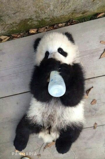 a baby panda bear drinking water from a bottle