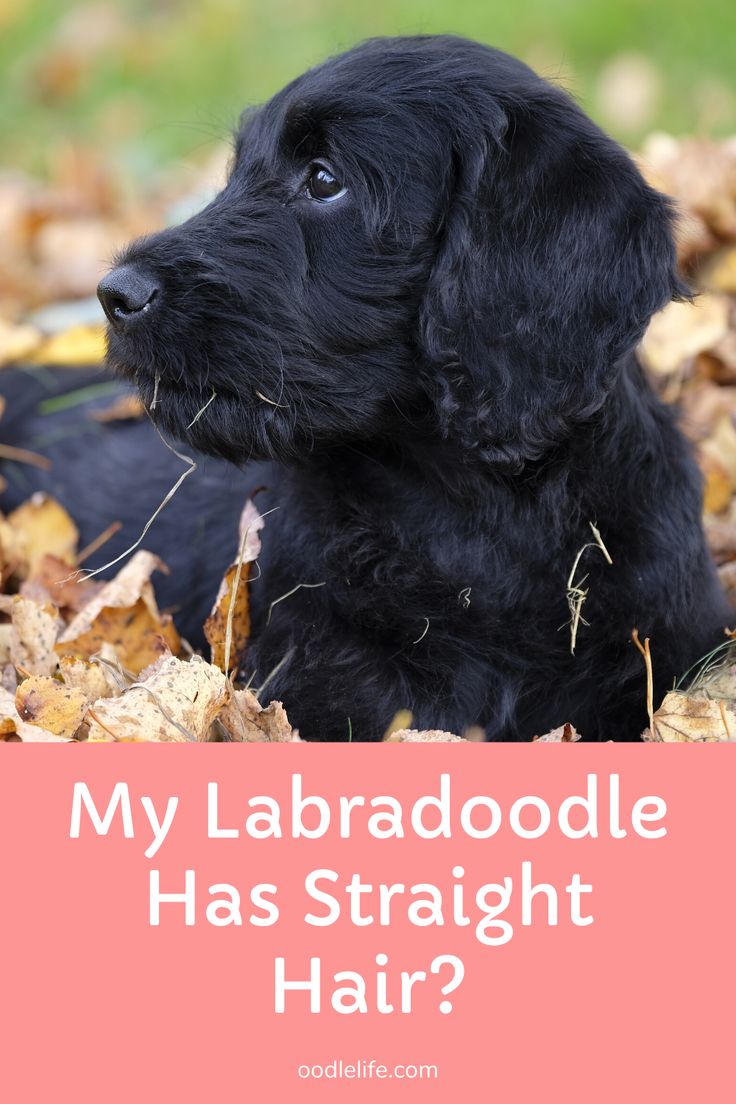 a black puppy sitting in leaves with the words, my labraddle has straight hair?