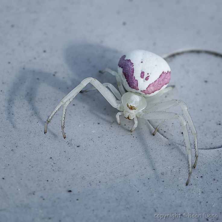 a white and pink spider on the ground