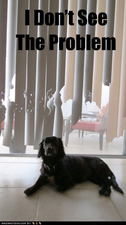 a black dog laying on the floor in front of a sliding glass door that says, i don't see the problem