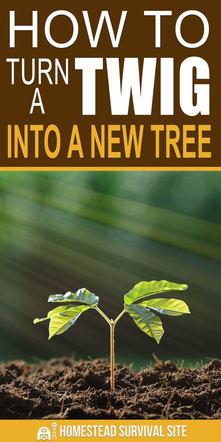 how to turn twig into a new tree with the text, how to turn twig into a new tree