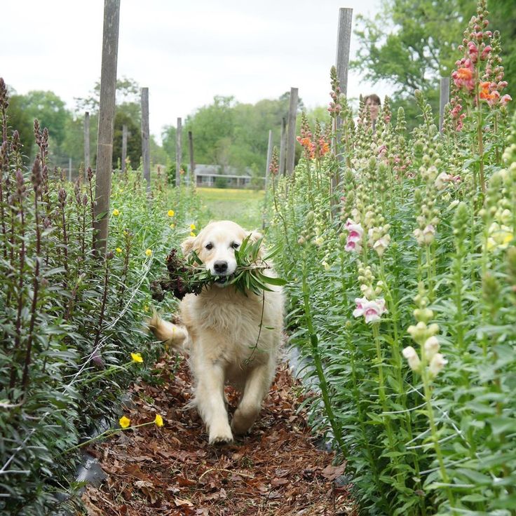 a dog carrying a plant in its mouth through some flowers and plants on the ground