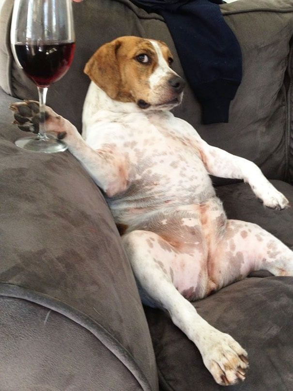 a dog sitting on top of a couch with a glass of wine in it's lap