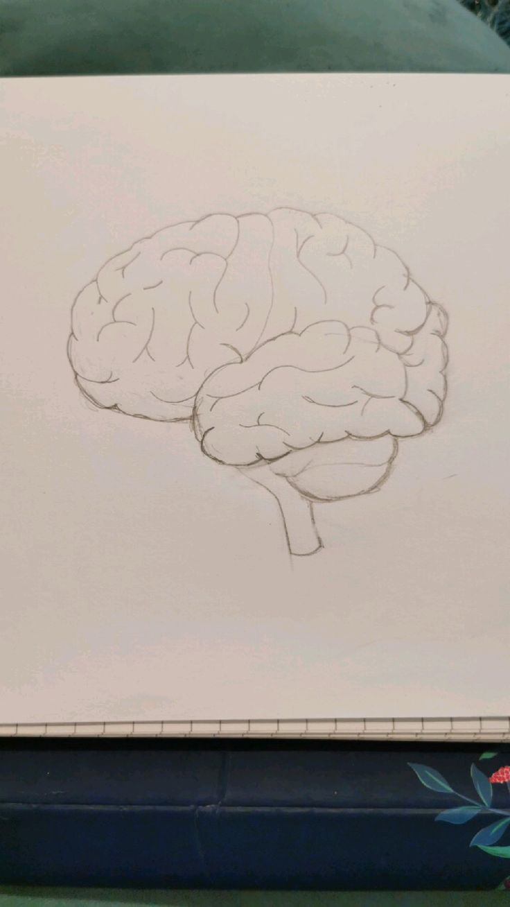 Diagram, drawing of brain. Pencil drawing. Science diagram. How To Draw A Human Brain, Easy Brain Sketch, Aesthetic Brain Drawing, Drawing Of The Brain, Brain Pencil Drawing, Brain Sketch Art, Sketchbook Ideas Anatomy, Realistic Brain Drawing, Easy Brain Drawing