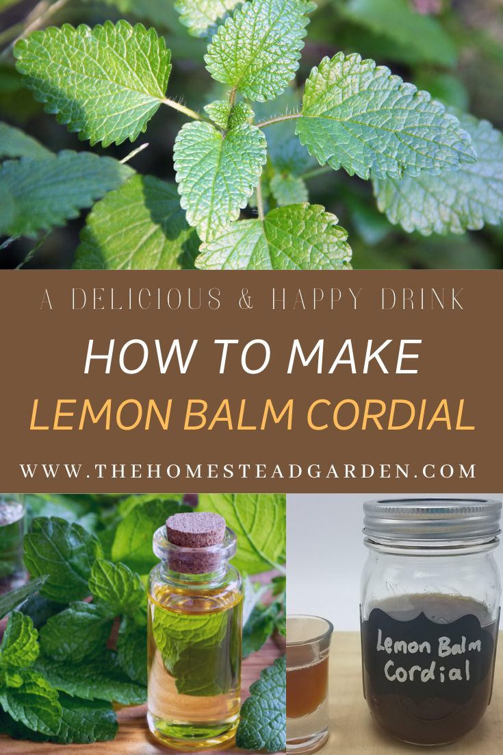 Learn how to make Lemon Balm Cordial (as well as other homemade cordial recipes). This delicious beverage is wonderful to drink for relaxing and possibly helping to boost your mood. Recipes Using Lemon Balm, Homemade Cordial Recipes, Cordials Recipes Homemade, Herbal Cordial Recipes, Lemon Balm Recipes Food, Herbal Cordial, Lunch Ideas Pasta Salad, Lunch Ideas Pasta, Healthy Dinner Recipes Chicken Breast