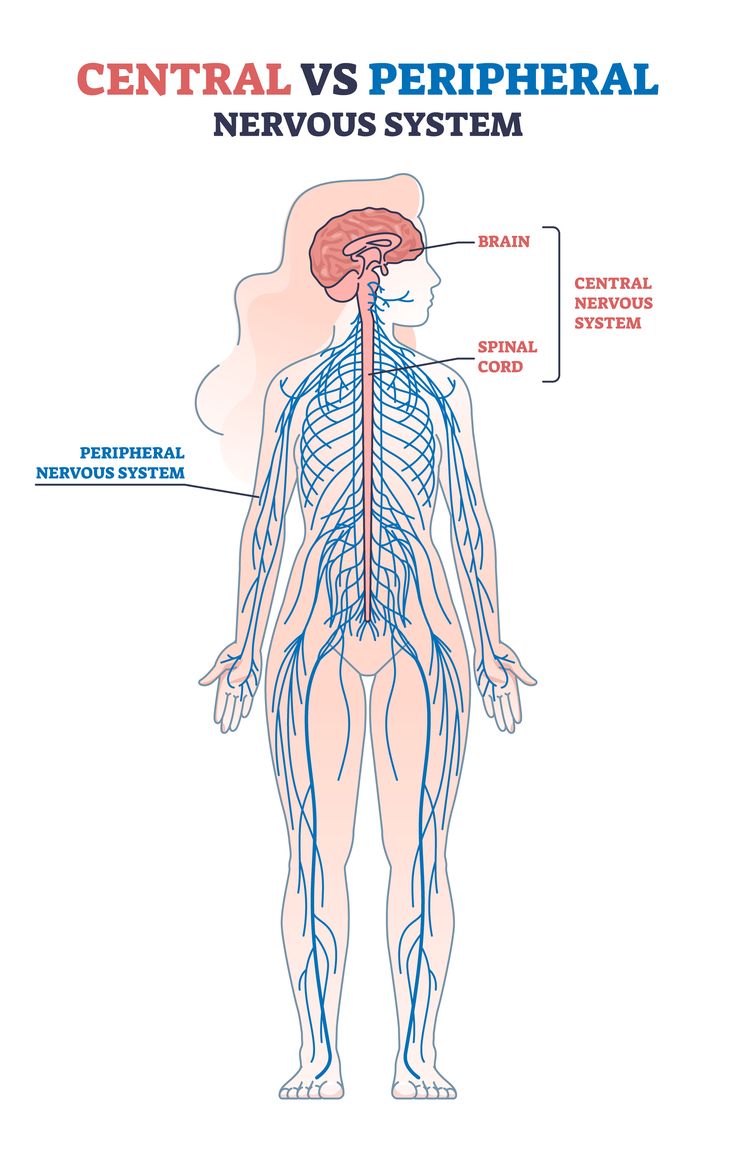 the central and peripheral nervous system is shown in this diagram, as well as an image of