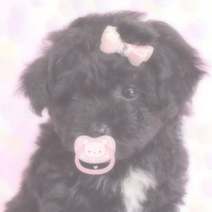 a small black dog with a pink bow on it's head and tongue sticking out