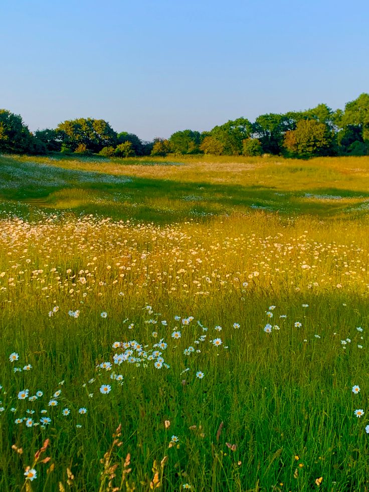 a grassy field with flowers and trees in the background