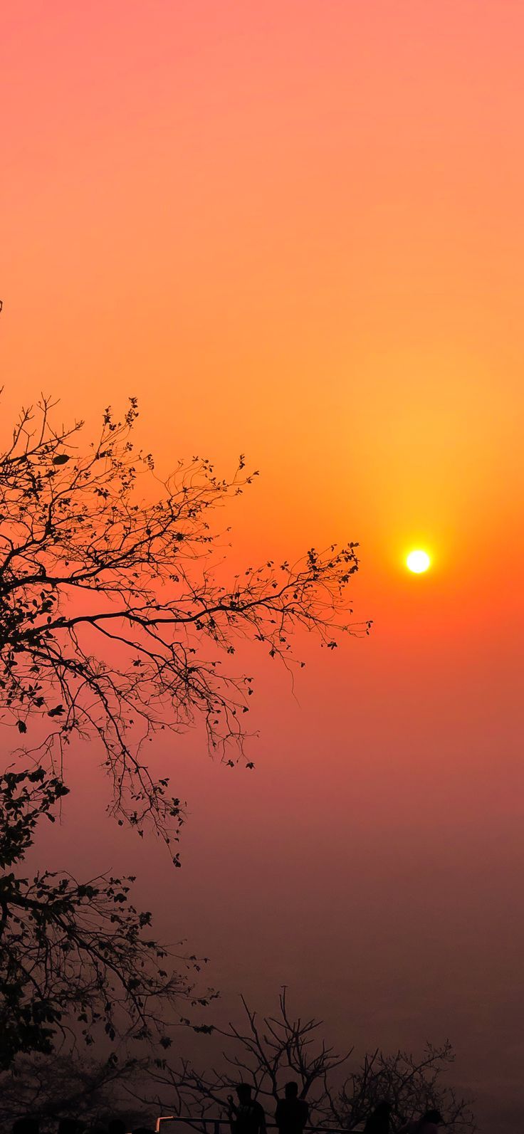 the sun is setting behind a tree with no leaves on it in the foggy sky