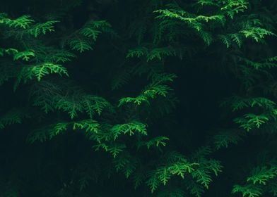 green leaves on the branches of trees in the dark night time, as seen from above