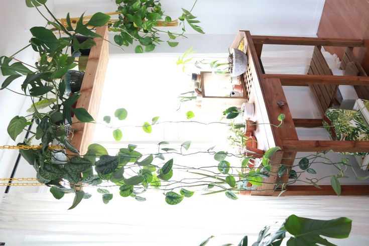 some plants are growing in a potted planter next to a window with sunlight coming through