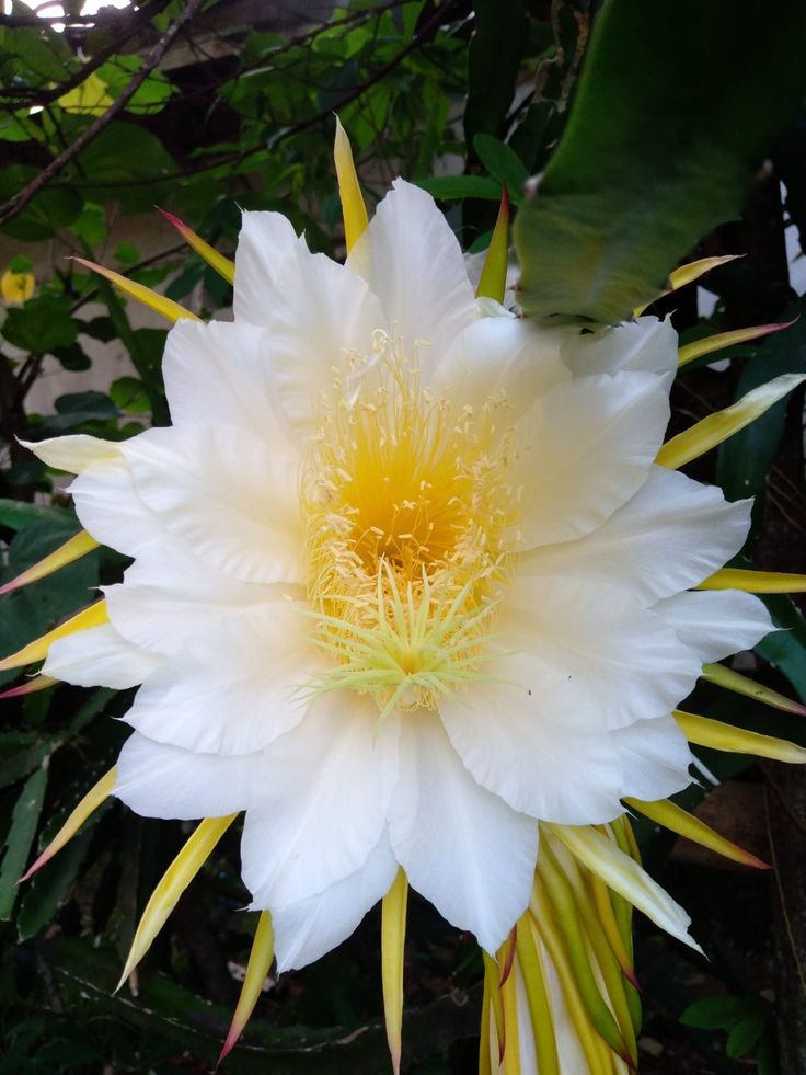 a large white flower with yellow stamens and green leaves in the back ground