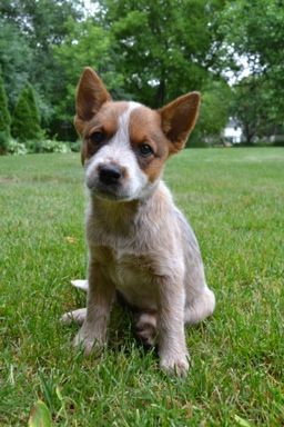 a small brown and white dog sitting in the grass