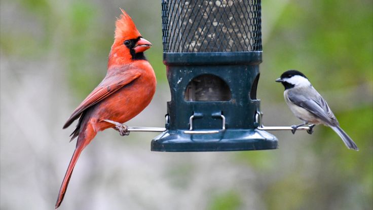 Bird Feeder Hub