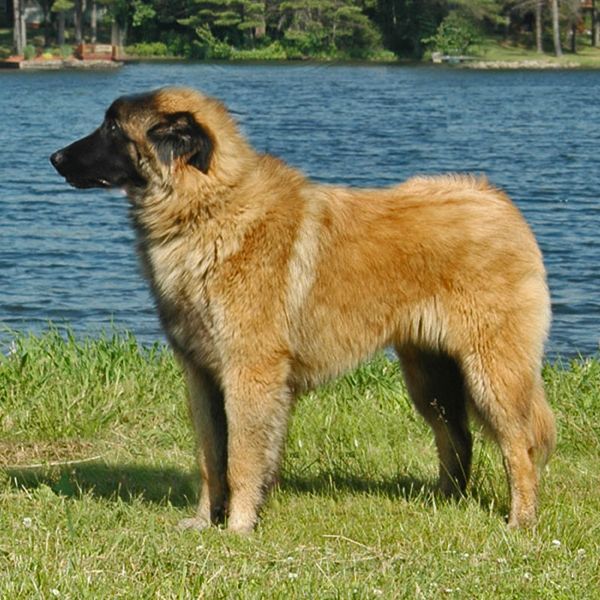 a large brown dog standing on top of a lush green field next to a lake