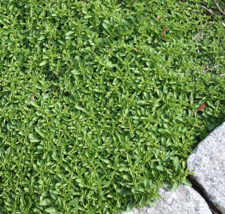 green grass growing between two rocks on the ground