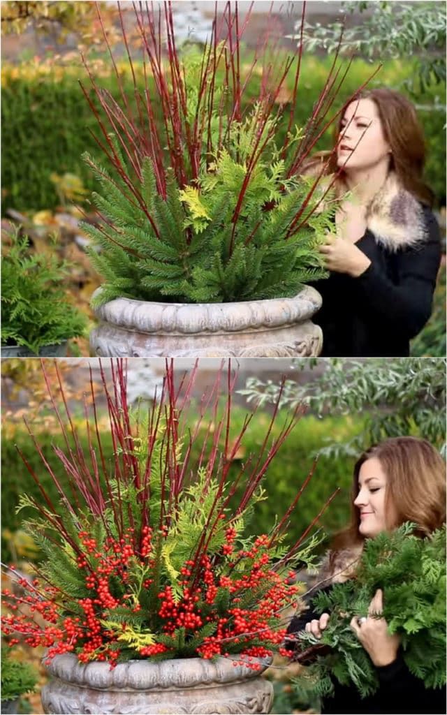 the woman is looking at some plants in a vase with red berries on it and green leaves