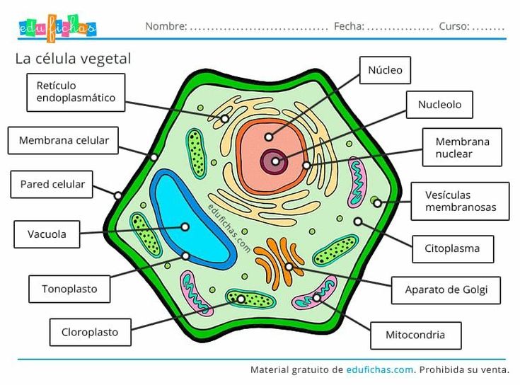 the structure of a plant cell with labels on each side and labeled in spanish text