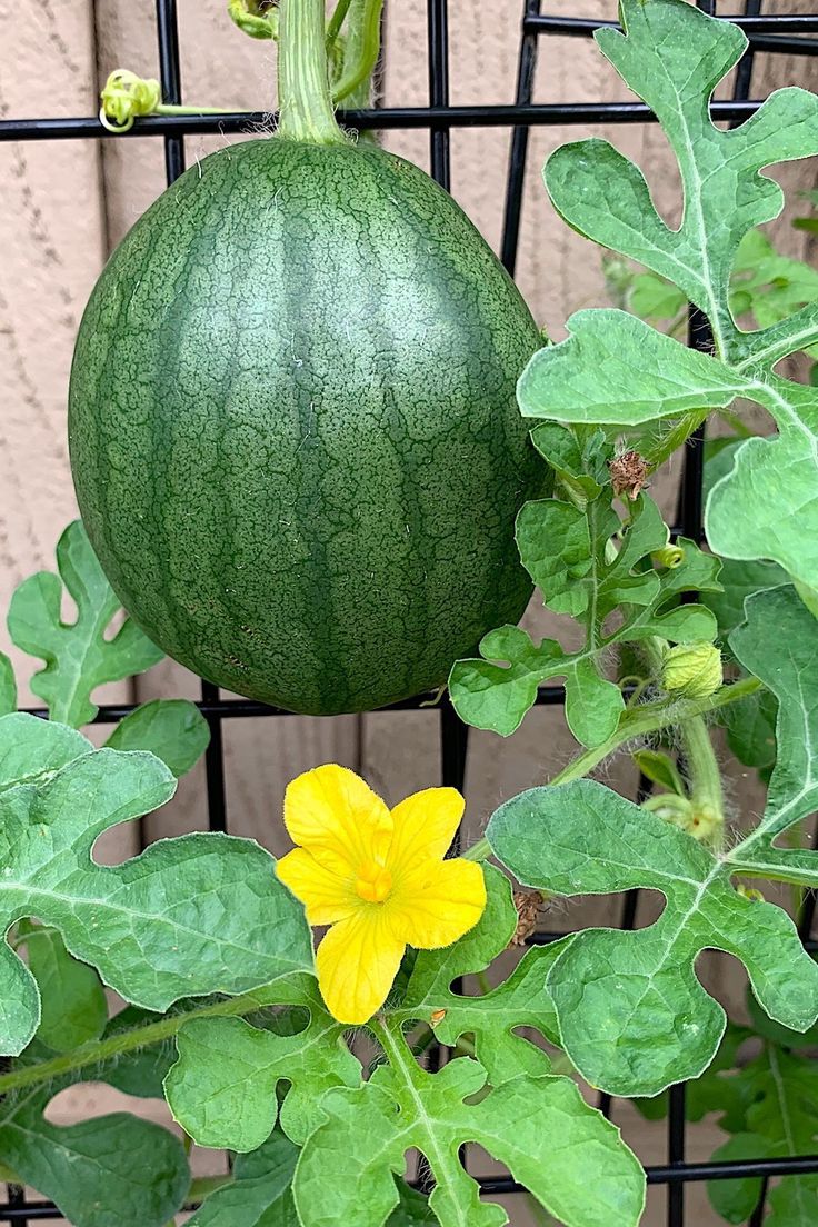 Trellising vining melons such as watermelon and cantaloupe saves space in the garden. When the fruit becomes heavy, support it with a net sling attached on both ends to the trellis. Copyright ©2022 by Dolezal & Associates. All Rights Reserved. grownbyyou.com Mini Watermelon Plant, Honeydew Melon Plant, Melon Plant, Watermelon Garden, Plant Watermelon, Watermelon Vodka Drinks, Grow Watermelon, Cake Watermelon, Melon Varieties