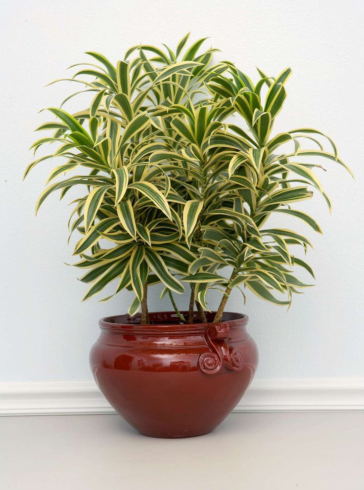 a potted plant with green and yellow leaves on the top, in front of a white wall