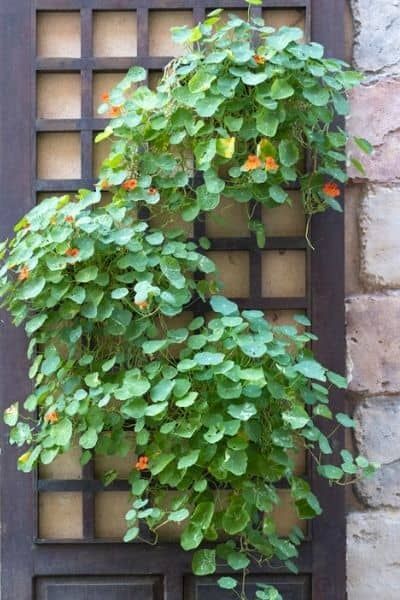 a green plant growing out of the side of a window