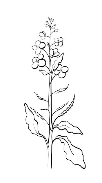 a plant with leaves and flowers on a white background royalty illustration