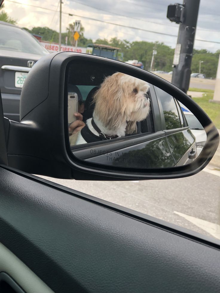 a dog sitting in the passenger seat of a car with its head out the window