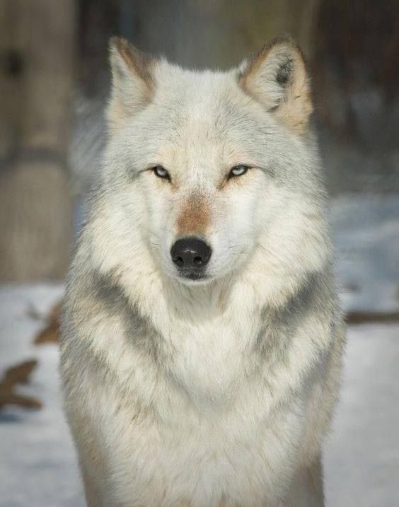 a white wolf standing in the snow with its eyes open and looking at the camera