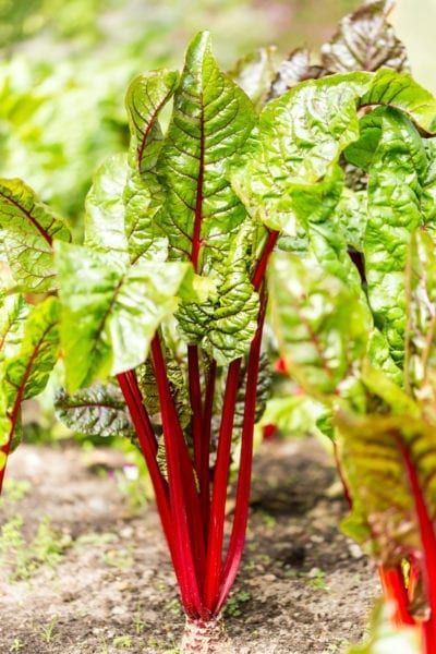 some green and red leafy plants in the dirt