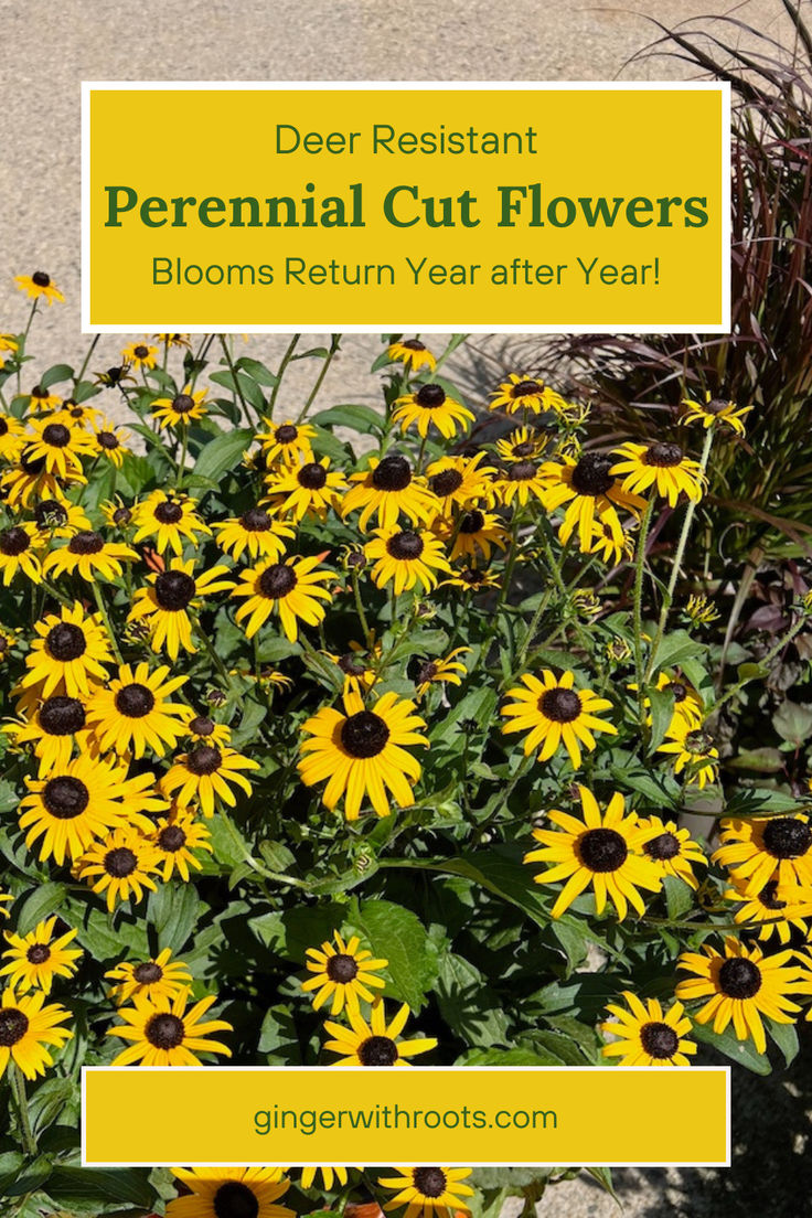 deer resistant flowers for garden Deer Proof Garden, Outdoor Fall Flowers, Perennial Flower Garden, Deer Resistant Flowers, Deer Resistant Garden, Deer Resistant Perennials, Deer Proof, Garden Flowers Perennials, Shasta Daisies