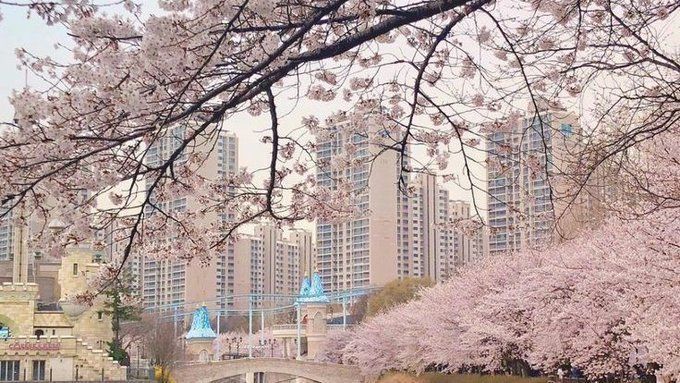 the bridge is surrounded by cherry blossom trees and tall buildings in the backround