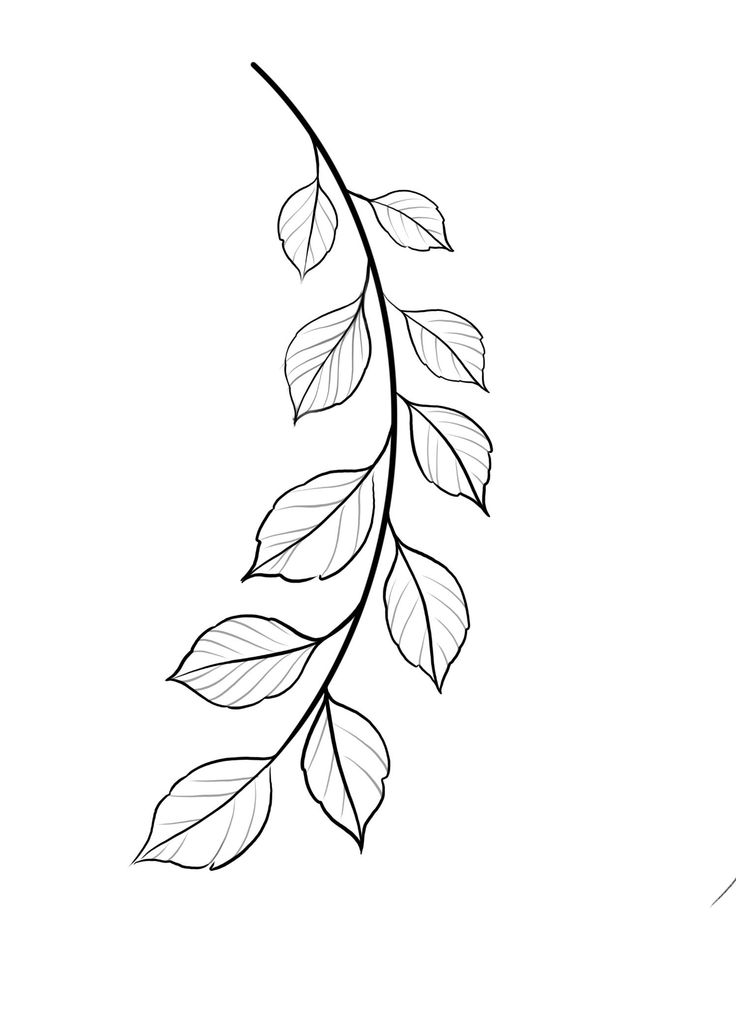 a black and white drawing of leaves on a branch