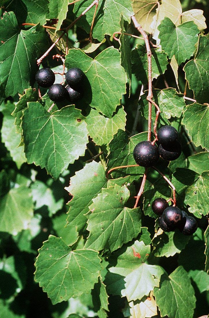 some black berries are growing on the tree