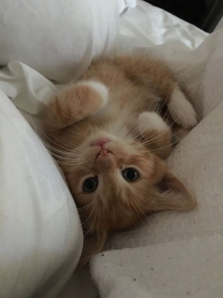 an orange and white kitten laying on its back