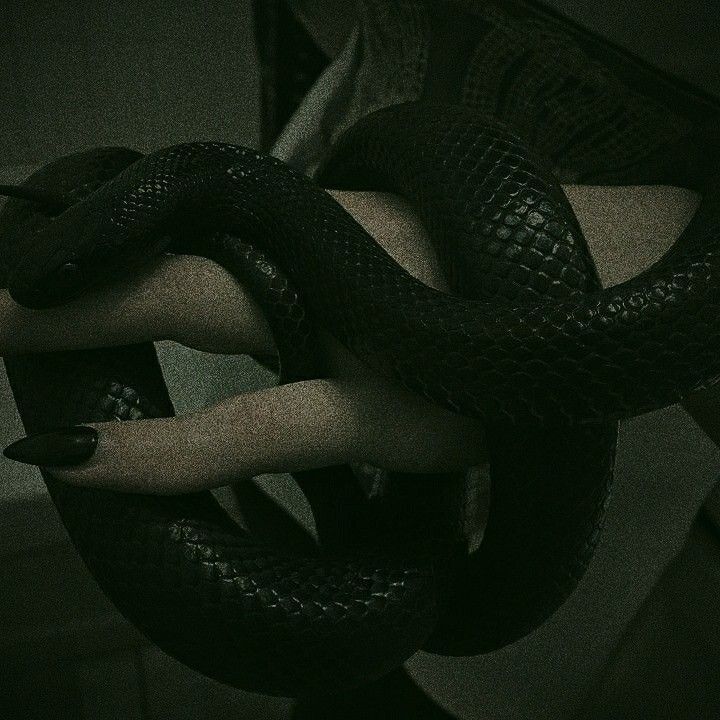 a woman's hand holding a black snake